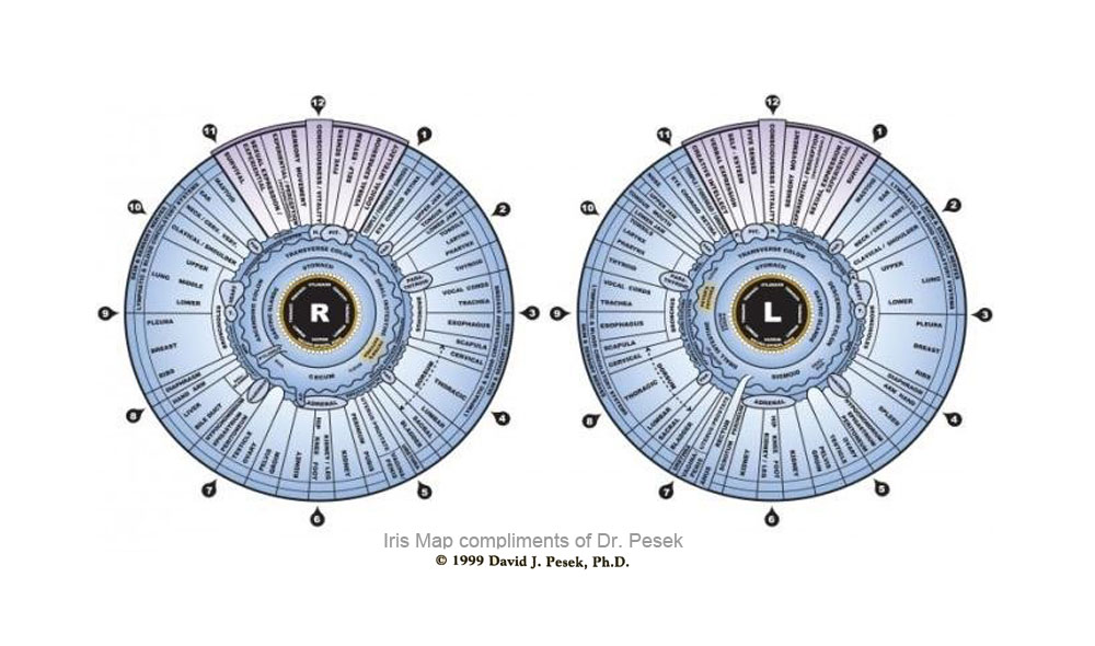 chart of holistic iridology used by holistic iridologist ron schaefer